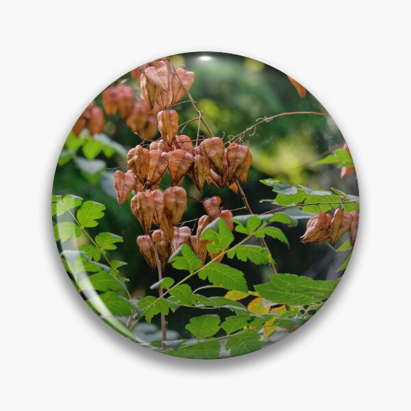 Item preview, Golden Rain Tree Autumn Pods designed and sold by Rabee Khalil Photography.