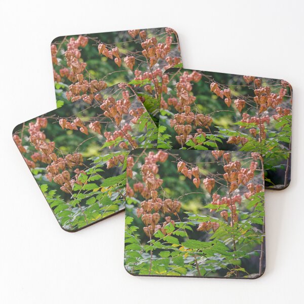 Item preview, Golden Rain Tree Autumn Pods designed and sold by Rabee Khalil Photography.