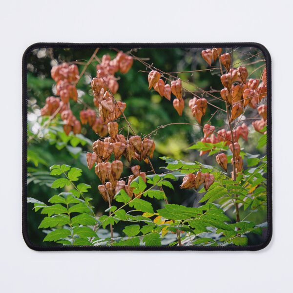 Item preview, Golden Rain Tree Autumn Pods designed and sold by Rabee Khalil Photography.