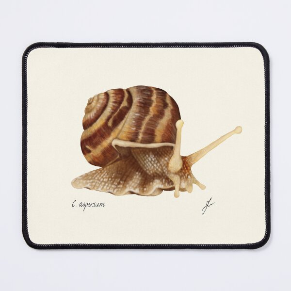 Item preview, Garden Snail Botanical Print - Cornu aspersum Naturalist Art designed and sold by Fiurdelin.