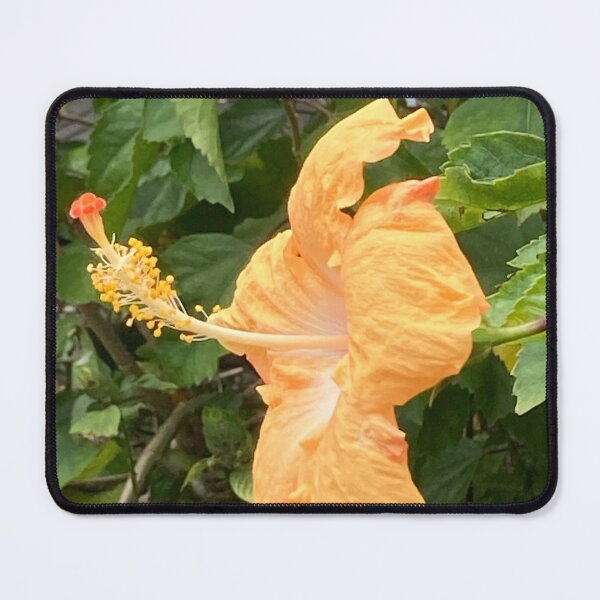 Item preview, Yellow hibiscus in profile designed and sold by Ben Waggoner.