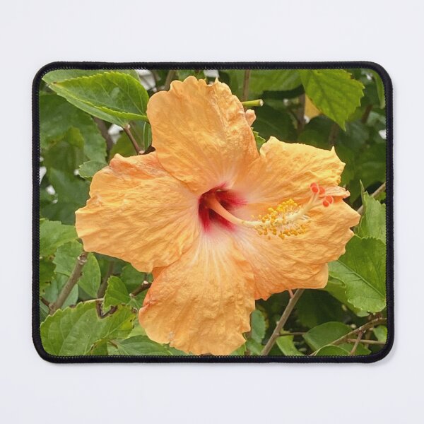 Item preview, Yellow hibiscus, fully open designed and sold by Ben Waggoner.