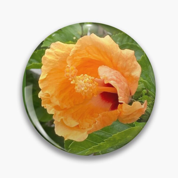 Item preview, Hibiscus opening in the morning designed and sold by Ben Waggoner.