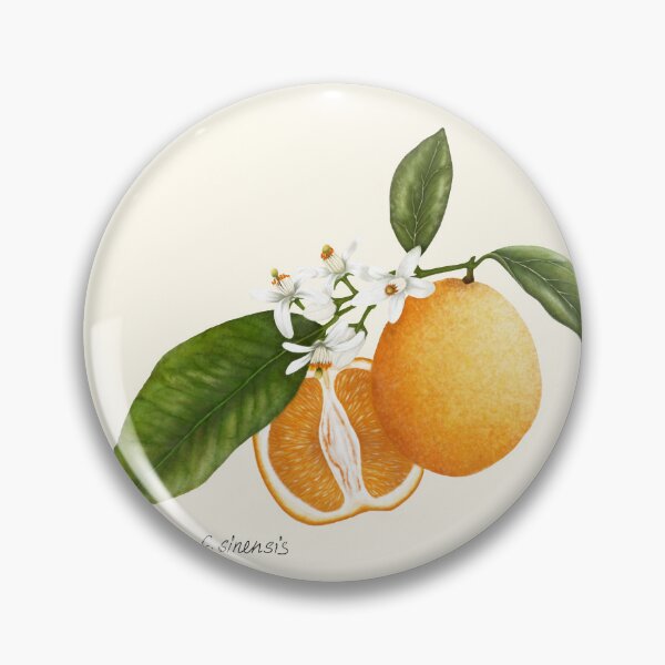 Item preview, Sweet Orange Botanical Print - Citrus sinensis Mediterranean Kitchen Art designed and sold by Fiurdelin.