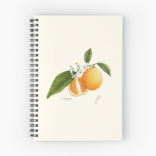 Item preview, Sweet Orange Botanical Print - Citrus sinensis Mediterranean Kitchen Art designed and sold by Fiurdelin.