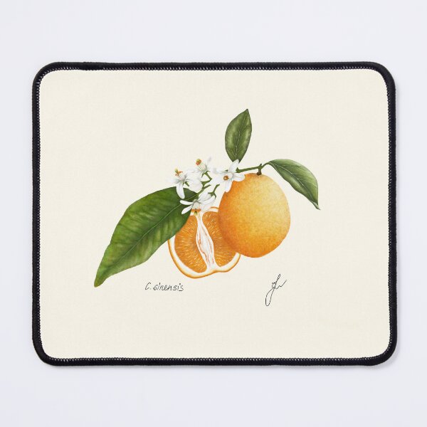 Item preview, Sweet Orange Botanical Print - Citrus sinensis Mediterranean Kitchen Art designed and sold by Fiurdelin.