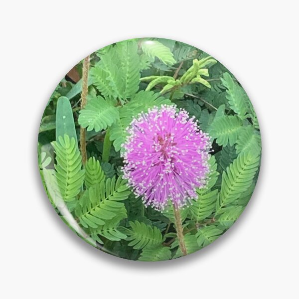 Item preview, Mimosa (planta sensitiva) designed and sold by Ben Waggoner.
