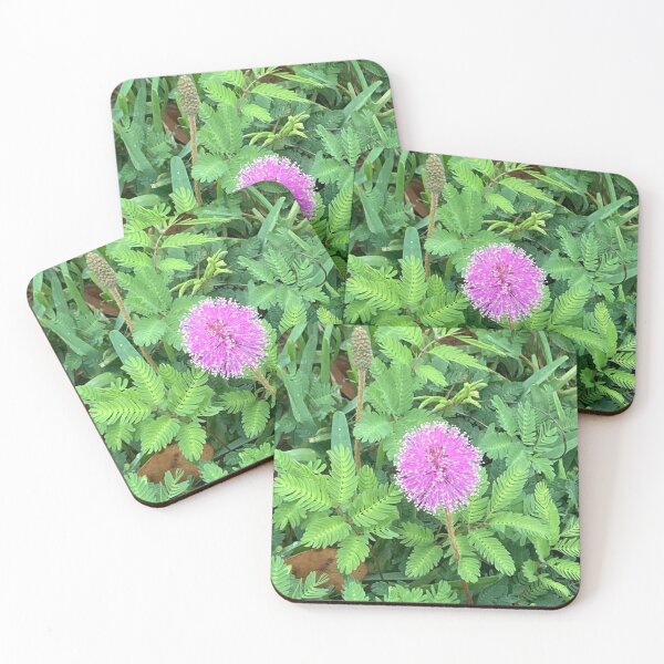 Item preview, Mimosa (sensitive plant) designed and sold by Ben Waggoner.