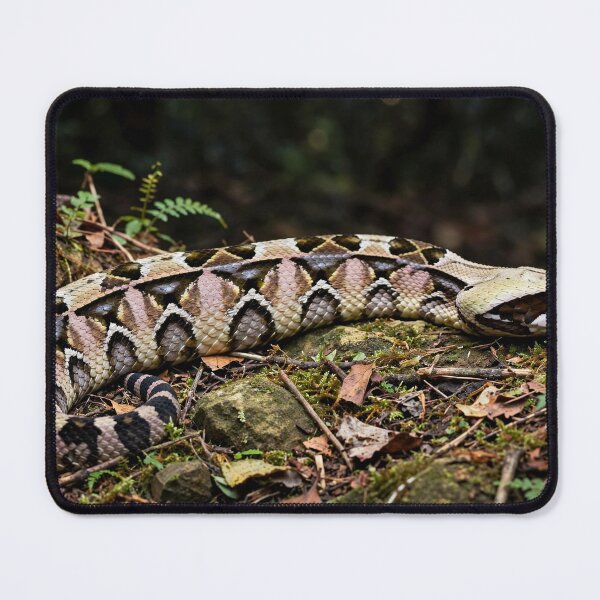 Item preview, Gaboon Viper Art designed and sold by gtara1.
