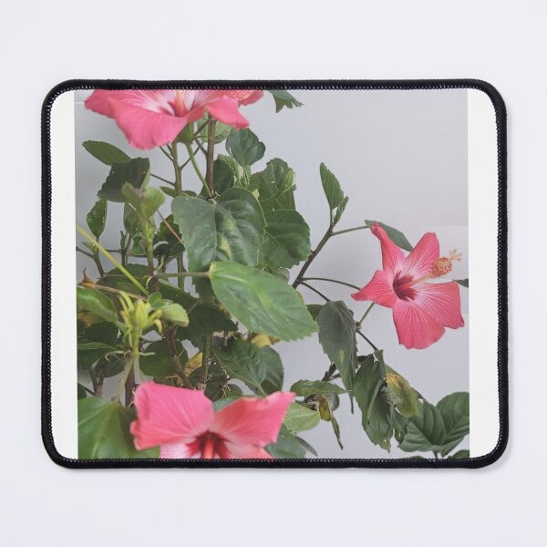 Item preview, Vibrant Pink Hibiscus Blossoms designed and sold by HowlingArcanaWolf.