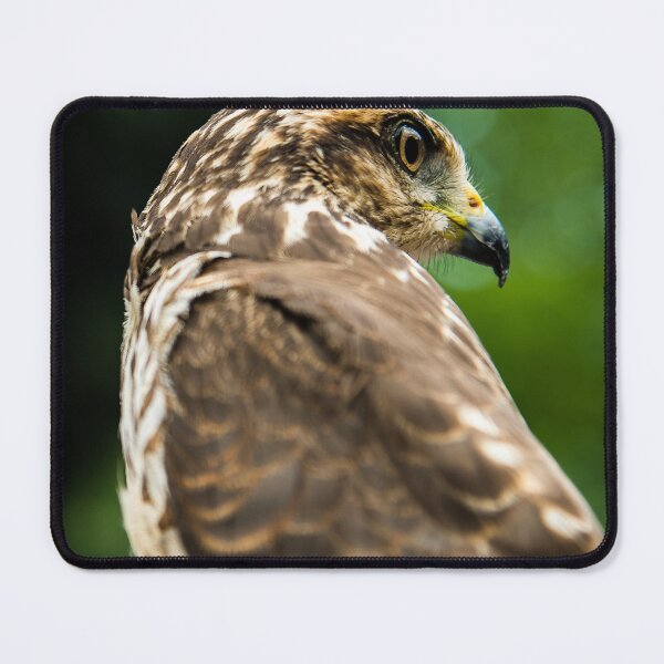Item preview, Majestic Hawk Bird of Prey Fine Art Photography designed and sold by ThaCriações.
