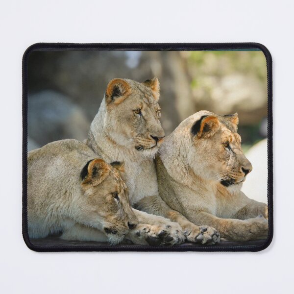 Item preview, Three Lionesses Resting Together designed and sold by Savannah Gibbs.