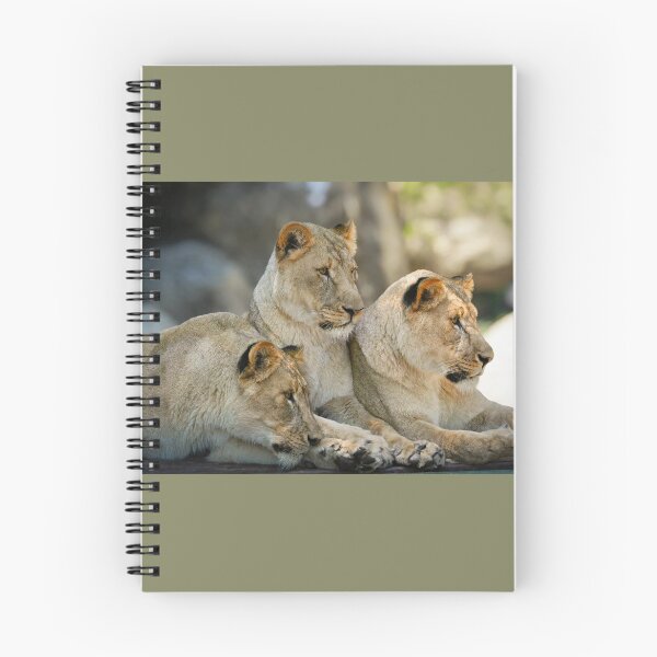 Item preview, Three Lionesses Resting Together designed and sold by Savannah Gibbs.