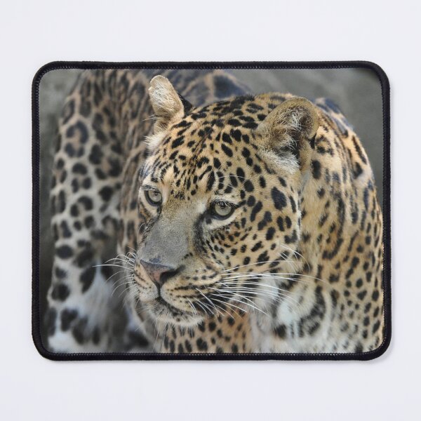 Item preview, Majestic Leopard in the Wild designed and sold by Savannah Gibbs.