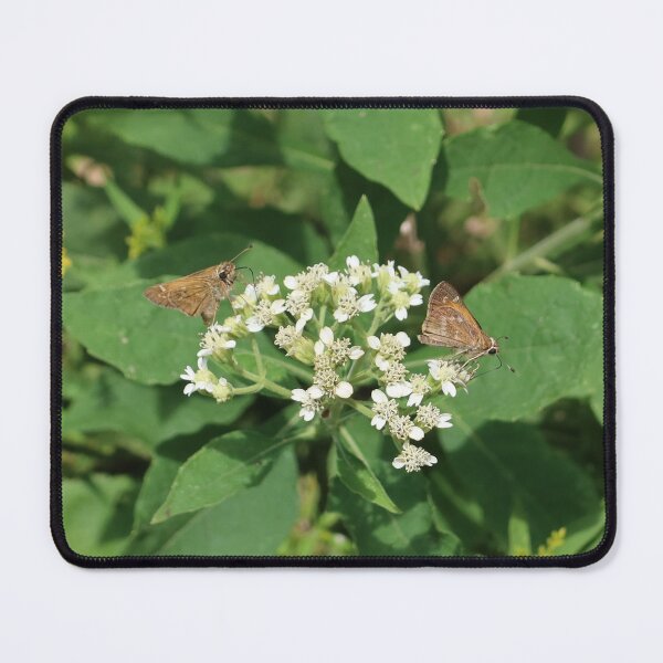 Item preview, Moths on Flower designed and sold by TurtlesPhotoCo.