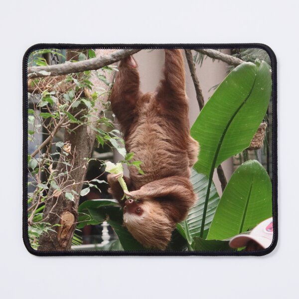 Item preview, Sloth Hanging designed and sold by TurtlesPhotoCo.