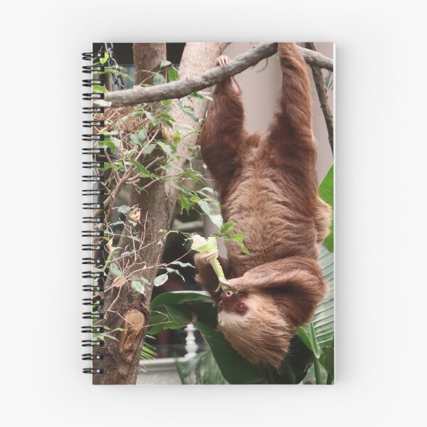 Item preview, Sloth Hanging designed and sold by TurtlesPhotoCo.