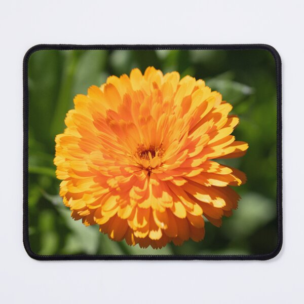 Item preview, Marigold Bloom   Dsc02263 designed and sold by MirrorsFineArt.