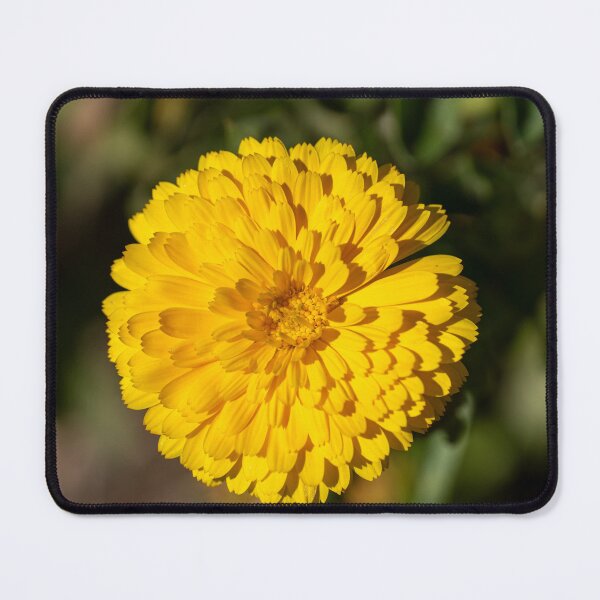 Item preview, Golden Marigold designed and sold by MirrorsFineArt.