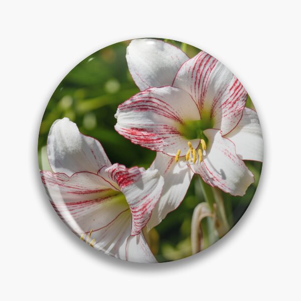 Item preview, Amaryllis Blooms designed and sold by MirrorsFineArt.