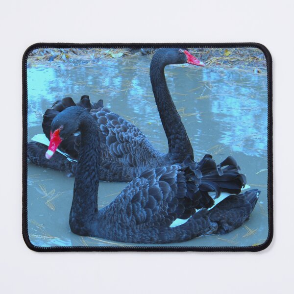 Item preview, Black Swans designed and sold by Creek Nymph Photography.