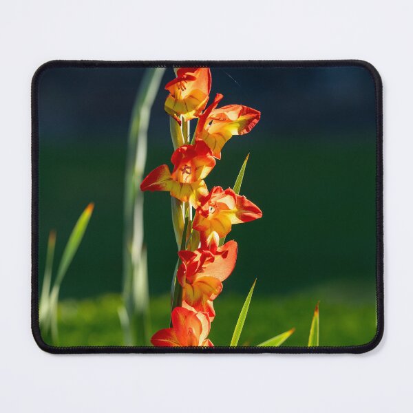 Item preview, Gladiolus designed and sold by MirrorsFineArt.