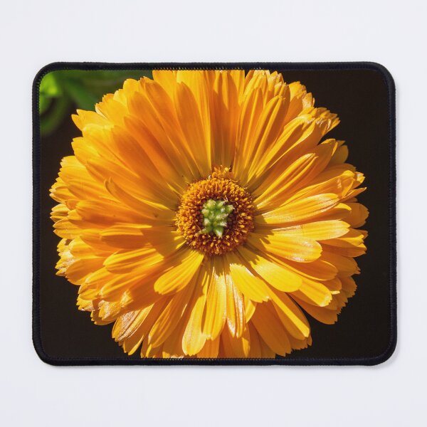 Item preview, Marigold Flower designed and sold by MirrorsFineArt.