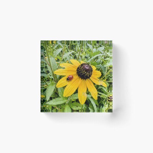 Item preview, Tiny Red Ladybug On Yellow Coneflower Petal designed and sold by donekerry.