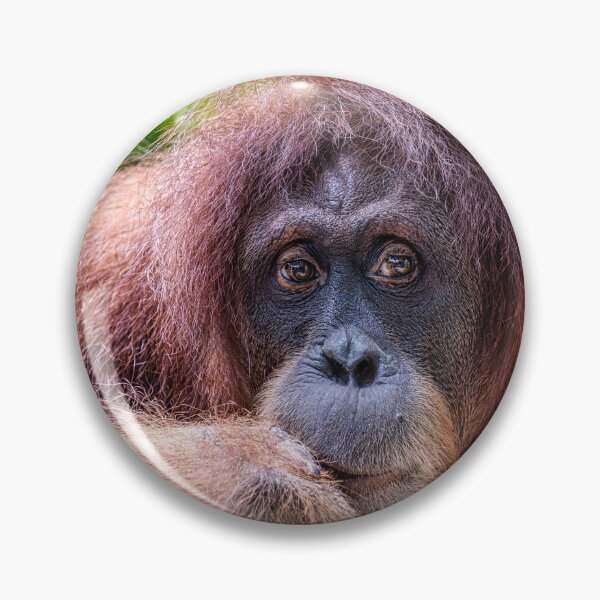 Item preview, Orang Utan 11 designed and sold by photograham.