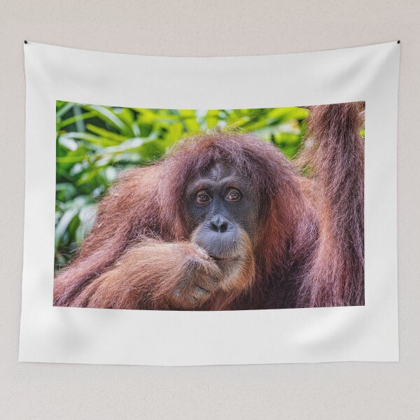 Item preview, Orang Utan 11 designed and sold by photograham.
