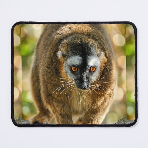 Item preview, Bright-Eyed Lemur in Nature designed and sold by Savannah Gibbs.