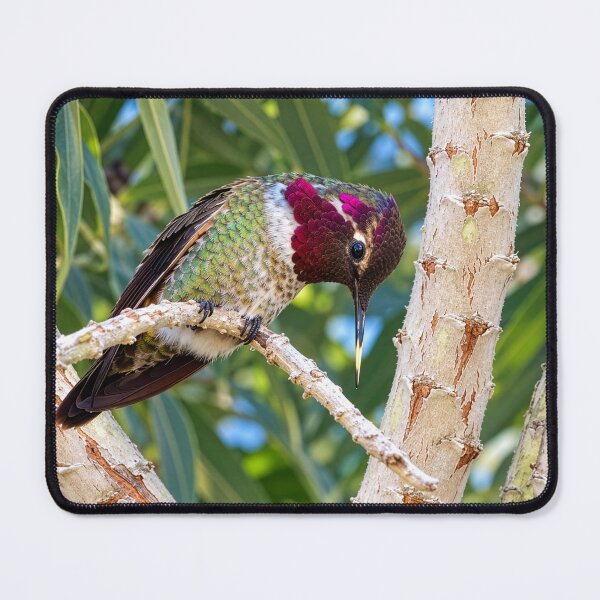 Item preview, Colorful Hummingbird  designed and sold by Laeton Designs.