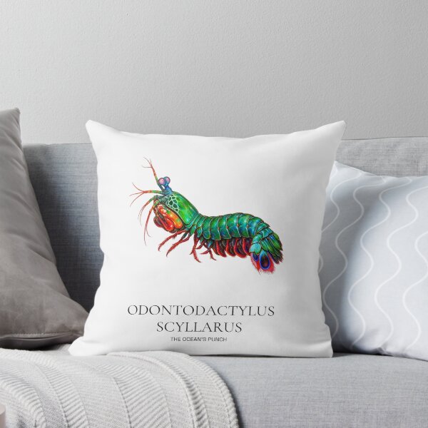Item preview, Odontodactylus Scyllarus Peacock Mantis Shrimp Illustration designed and sold by wildlifethings.