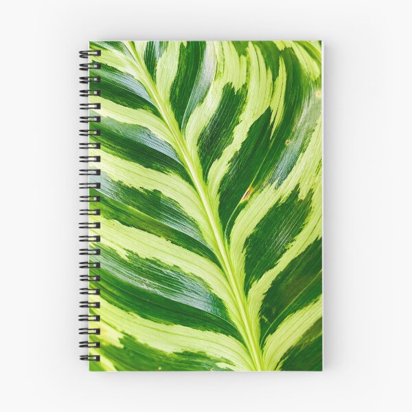 Item preview, Variegated Green And White Foliage Texture - Exotic Calathea Leaf Pattern Art designed and sold by kimwhatbely.