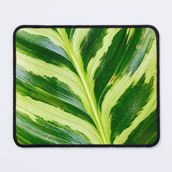 Item preview, Variegated Green And White Foliage Texture - Exotic Calathea Leaf Pattern Art designed and sold by kimwhatbely.