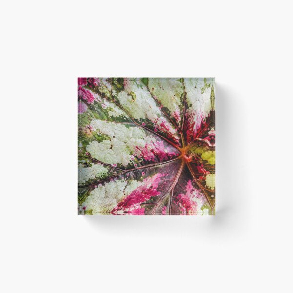 Item preview, Rex Begonia Foliage Texture - Magenta Pink And Silver Painted Leaf Art designed and sold by kimwhatbely.