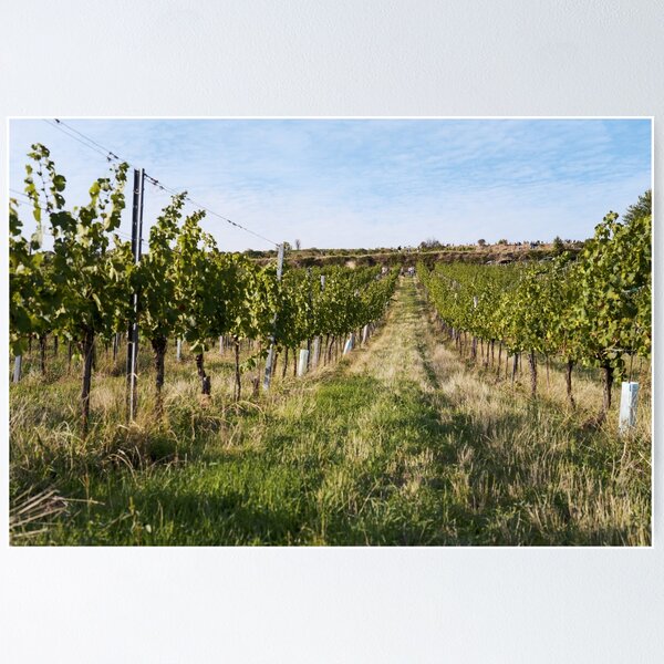 Item preview, Vineyard Rows Leading to Hilltop Crowd | Vienna Wine Hiking Print designed and sold by danmanYEAH.