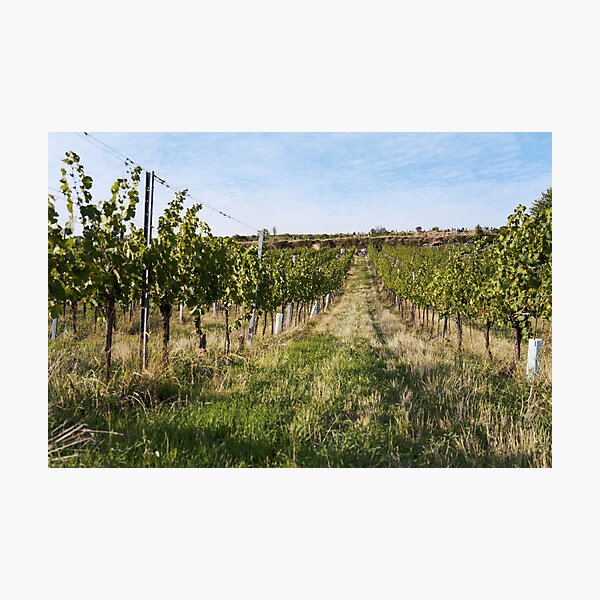 Item preview, Vineyard Rows Leading to Hilltop Crowd | Vienna Wine Hiking Print designed and sold by danmanYEAH.