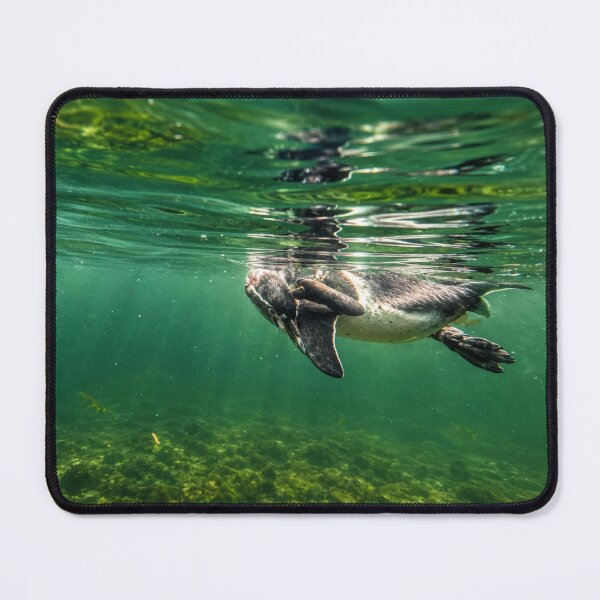 Item preview, Lost in Thought, A Penguin's Quiet Underwater Moment designed and sold by Astute-Artio-Photography.