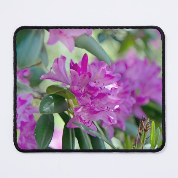Item preview, Vibrant Pink Rhododendron Floral Photography designed and sold by SOdonata.