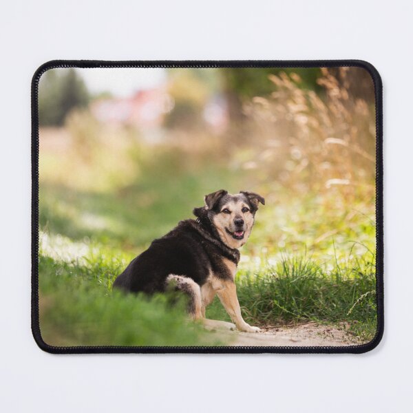 Item preview, Looking Back – Dog on a Country Path designed and sold by alicjamiekina.