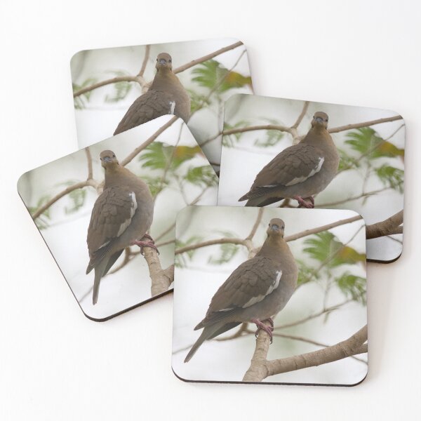 Item preview, White-winged Dove designed and sold by EnglandEcology.