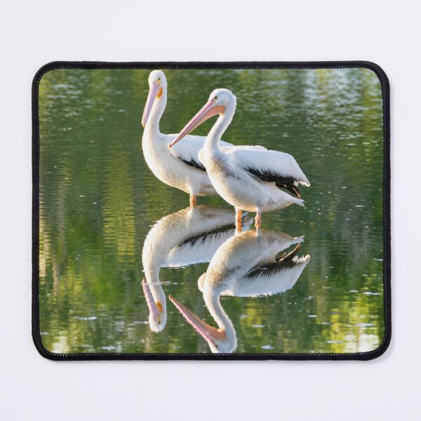 Item preview, White Pelican Pair Reflected in Green Water designed and sold by Kimberly Palmer.