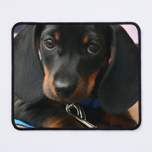 Item preview, Black and Tan Dachshund Puppy Closeup designed and sold by VanGaldo.