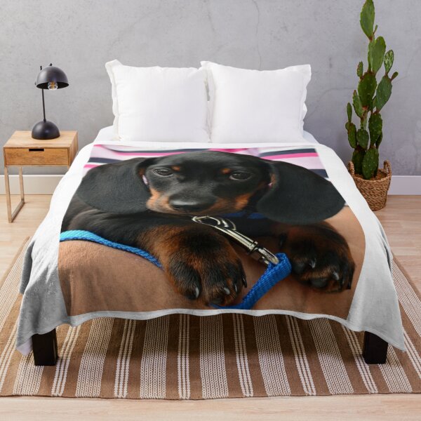 Item preview, Black and Tan Dachshund Puppy Closeup designed and sold by VanGaldo.