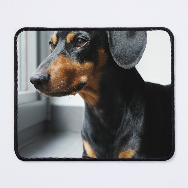 Item preview, Black and Tan Dachshund Side Profile designed and sold by VanGaldo.
