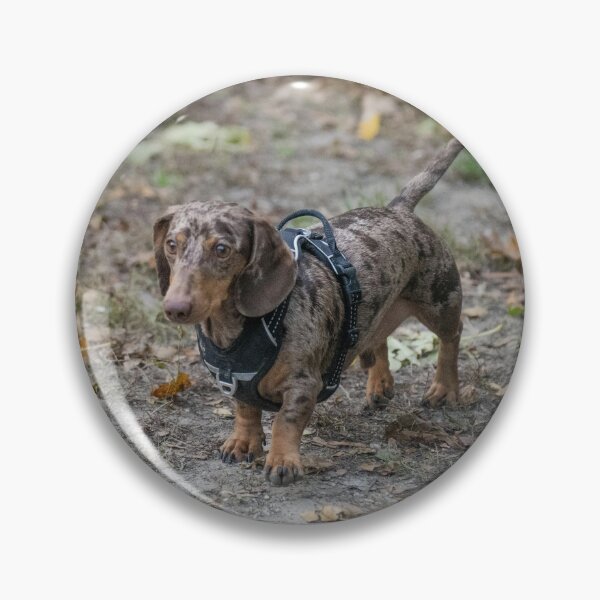 Item preview, Silver Dapple Dachshund Wearing Black Harness designed and sold by VanGaldo.