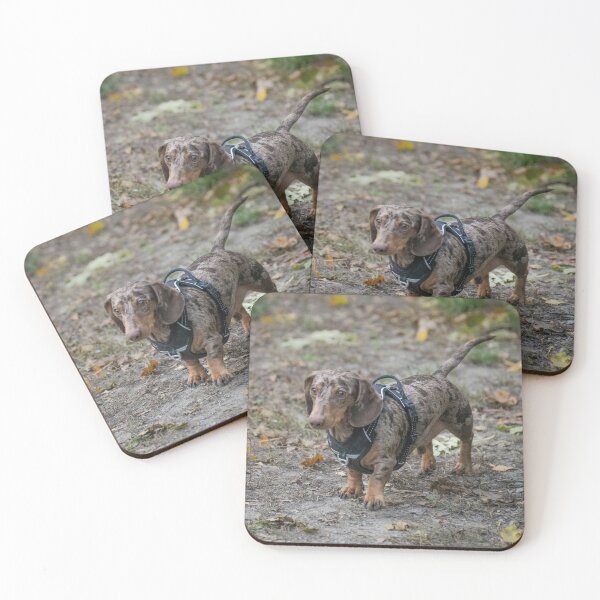 Item preview, Silver Dapple Dachshund Wearing Black Harness designed and sold by VanGaldo.