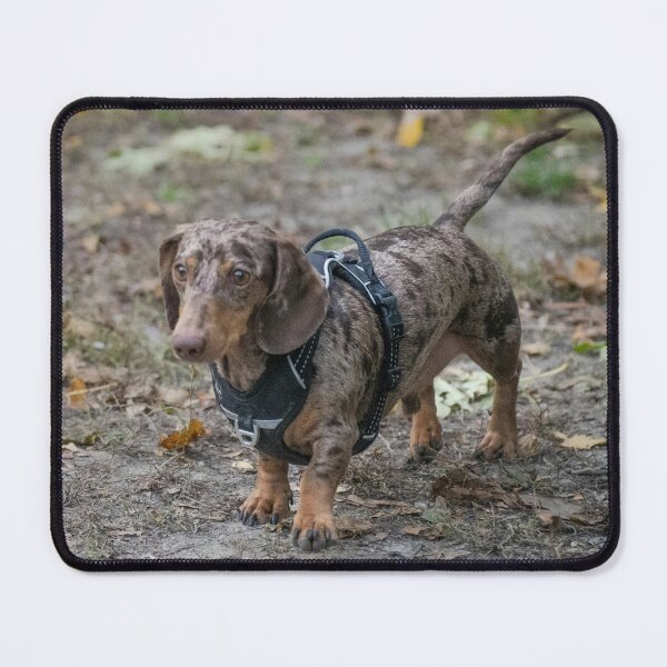 Item preview, Silver Dapple Dachshund Wearing Black Harness designed and sold by VanGaldo.