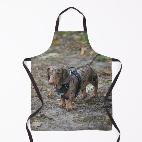 Item preview, Silver Dapple Dachshund Wearing Black Harness designed and sold by VanGaldo.